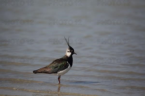 Lapwing