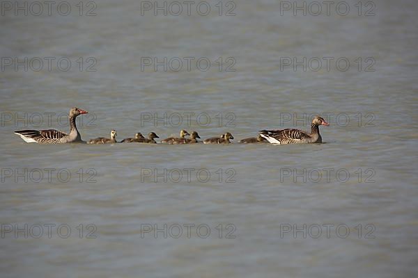 Family of greylag goose