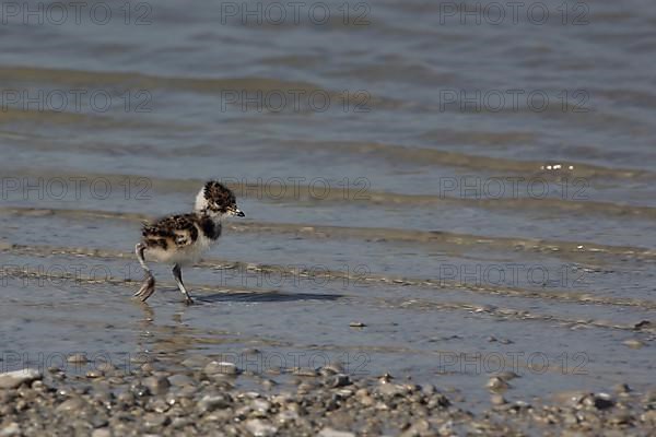 Young northern lapwing