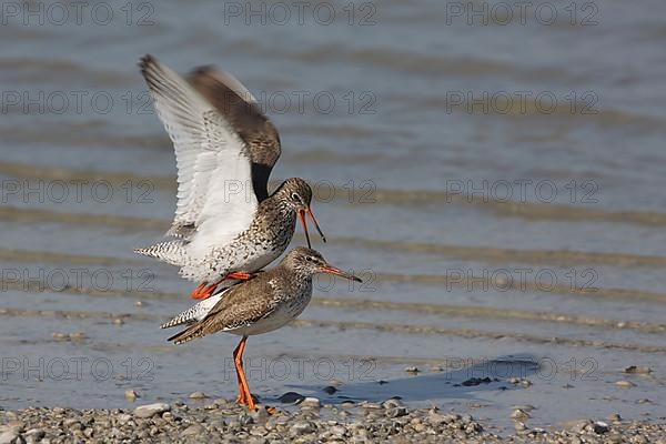 Copulation of common redshank