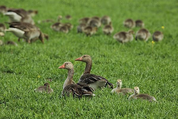 Troop of Greylag Geese