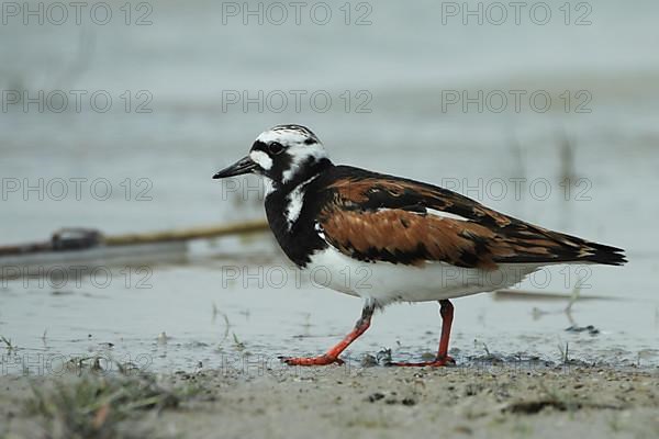 Turnstone