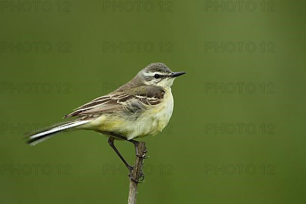 Female blue-headed wagtail