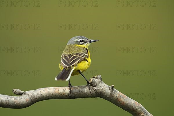 Male blue-headed wagtail