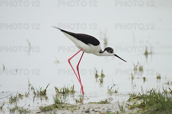 Black-winged Stilt