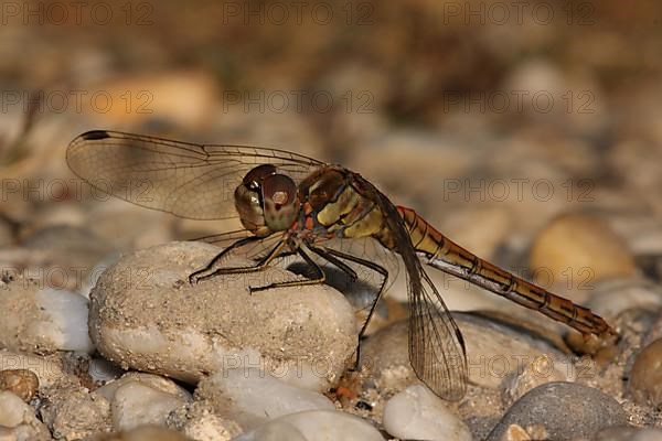 Female vagrant darter