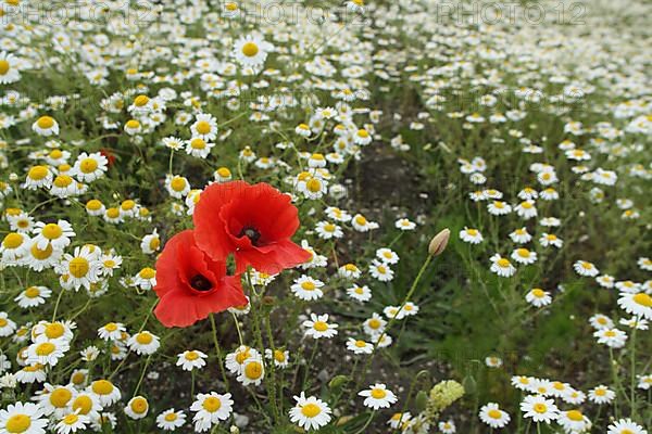 Corn poppy