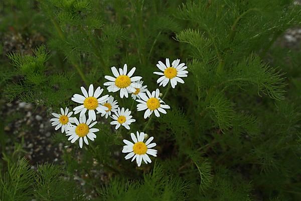 Odourless camomile