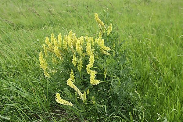 Grass meadow and perennial of Rau's tragacanth