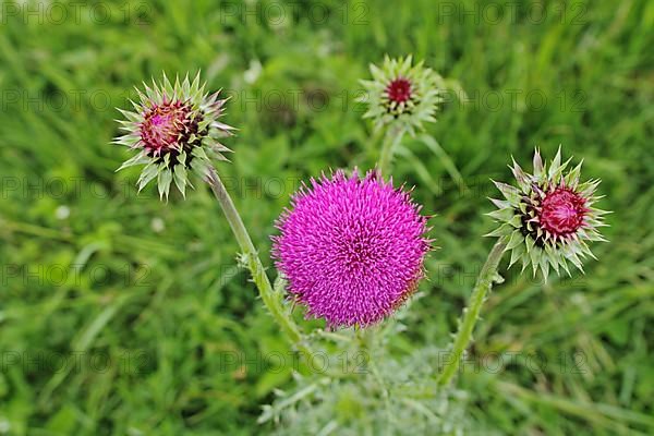 Nodding thistle