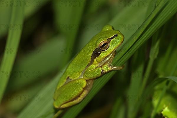 Tree frog