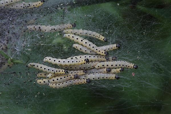 Web with caterpillars of the orchard ermine