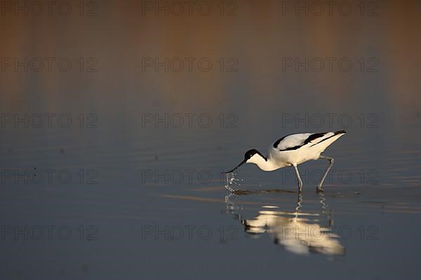 Avocet