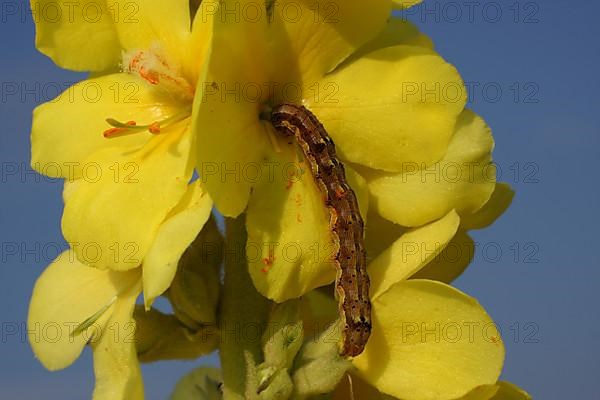 Caterpillar of check-day owl