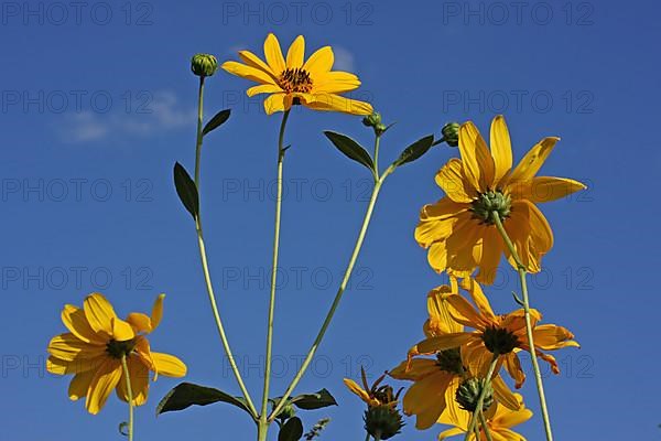 Jerusalem artichoke