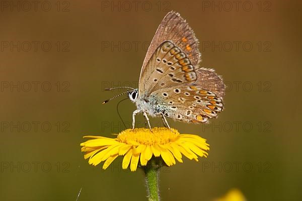 Brown fire butterfly