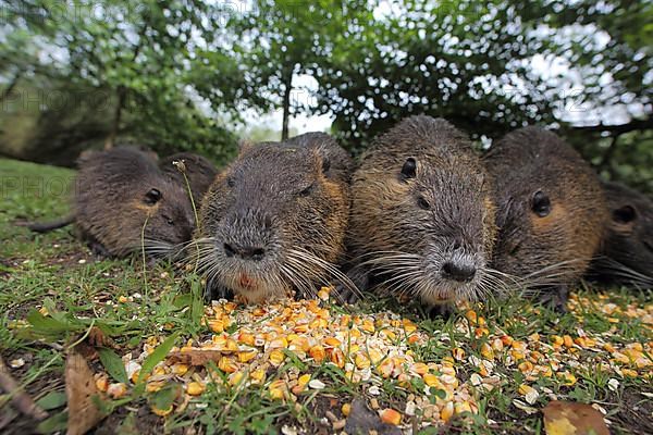 Group of free-living nutrias