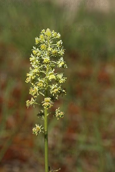 Wild mignonette