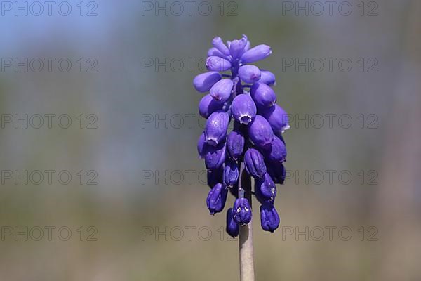 Detail of the Small Grape Hyacinth