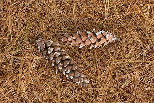 Two cones of eastern white pine