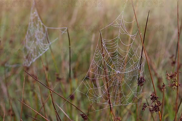 Spider's web with dewdrops on rushes in Moenchbruch