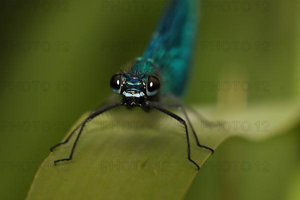 Male banded demoiselle