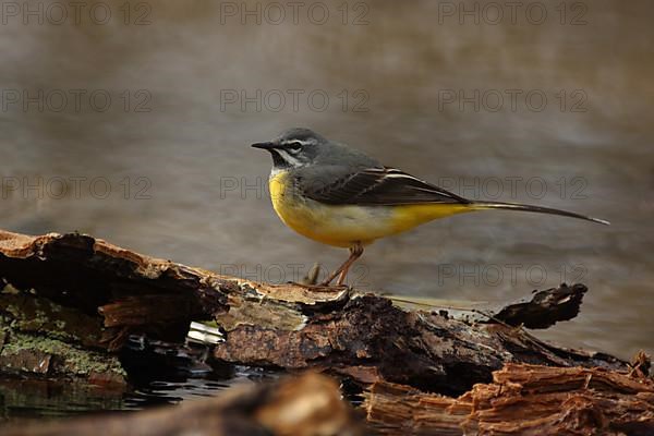 Male Grey Wagtail