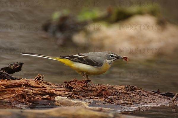 Female Grey Wagtail