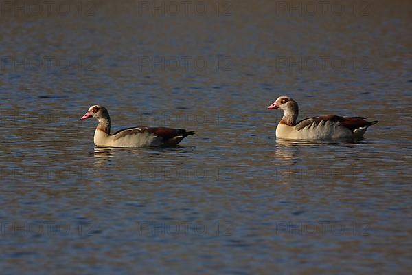 A pair of egyptian goose