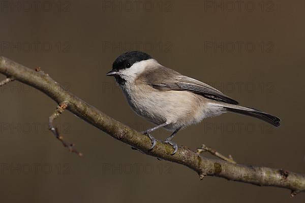 Marsh Tit