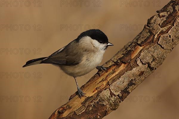 Marsh Tit