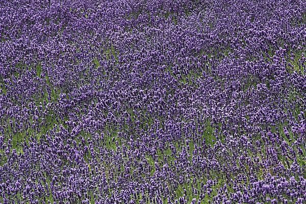 Flower field with true common lavender