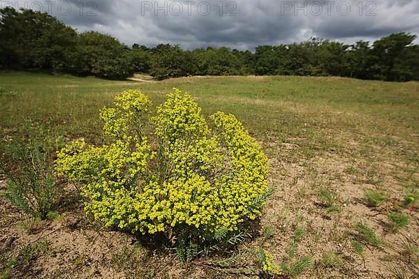 Tumbleweed