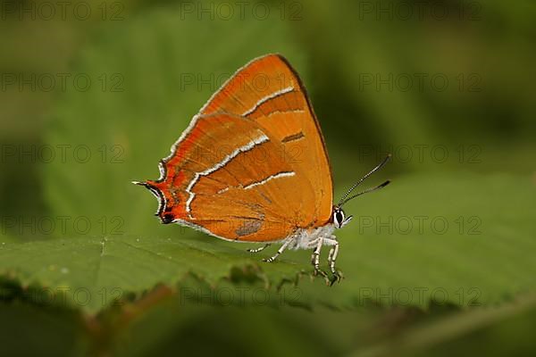 Female Kidney Spotted Fritillary