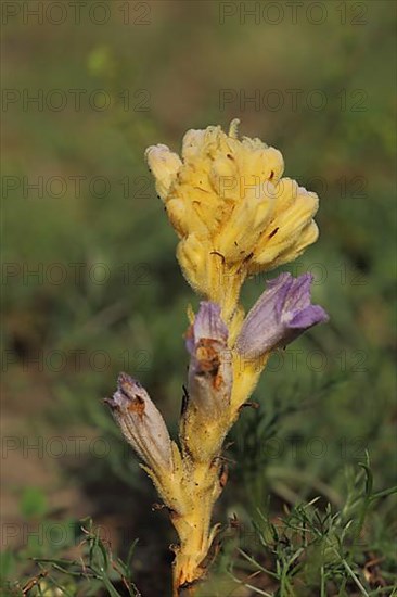 Sand summer root