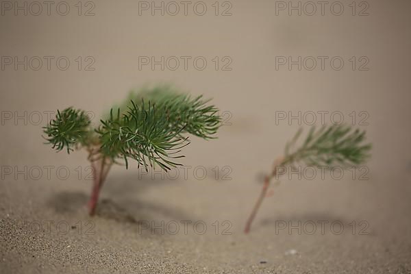 Two young shoots of the steppe spurge