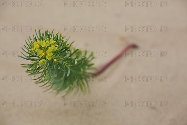 Twist of the tumbleweed