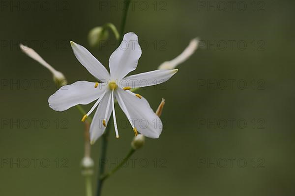 Branched grass lily