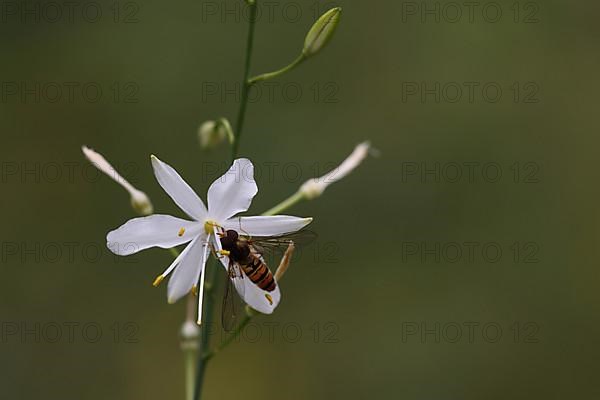 Branched grass lily