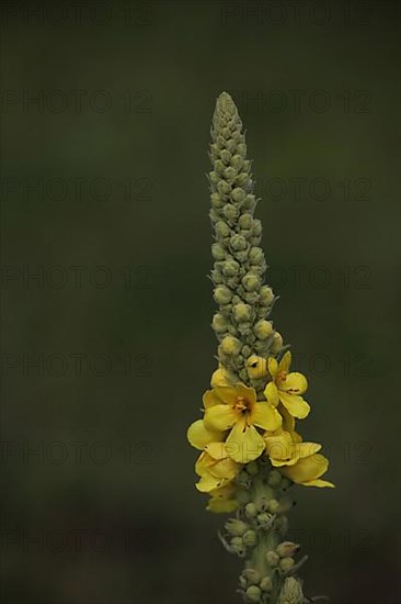 Large-flowered mullein