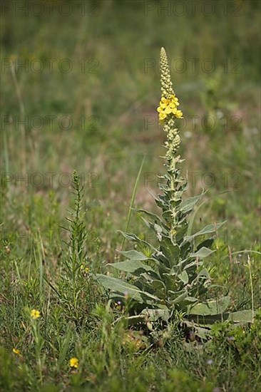 Perennial of the large-flowered dense-flowered mullein
