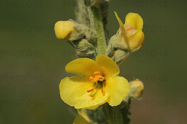 Detail of large-flowered dense-flowered mullein