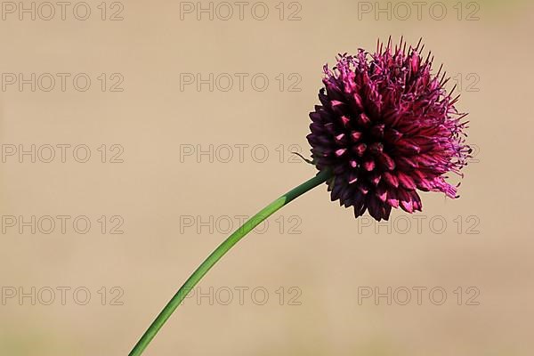 Spherical-headed leek