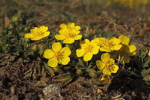 Spring cinquefoil