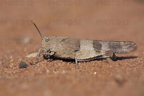 Blue-winged grasshopper