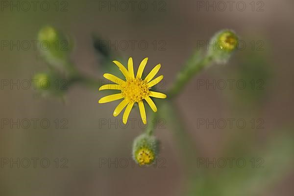 Heath groundsel