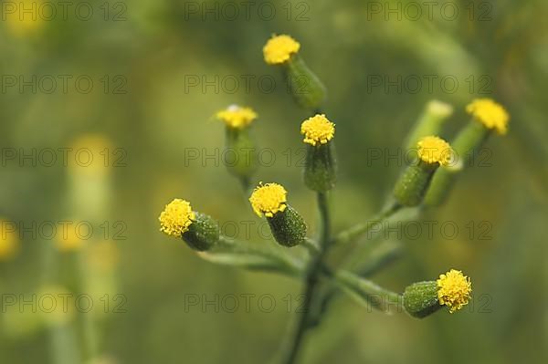 Heath groundsel