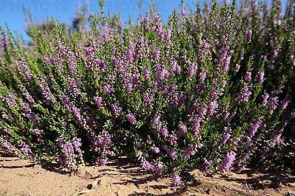 Shrub of a common heather