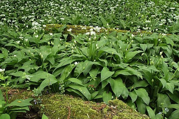 Forest floor with meadow of ramsons