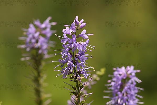 Long-leaved speedwell